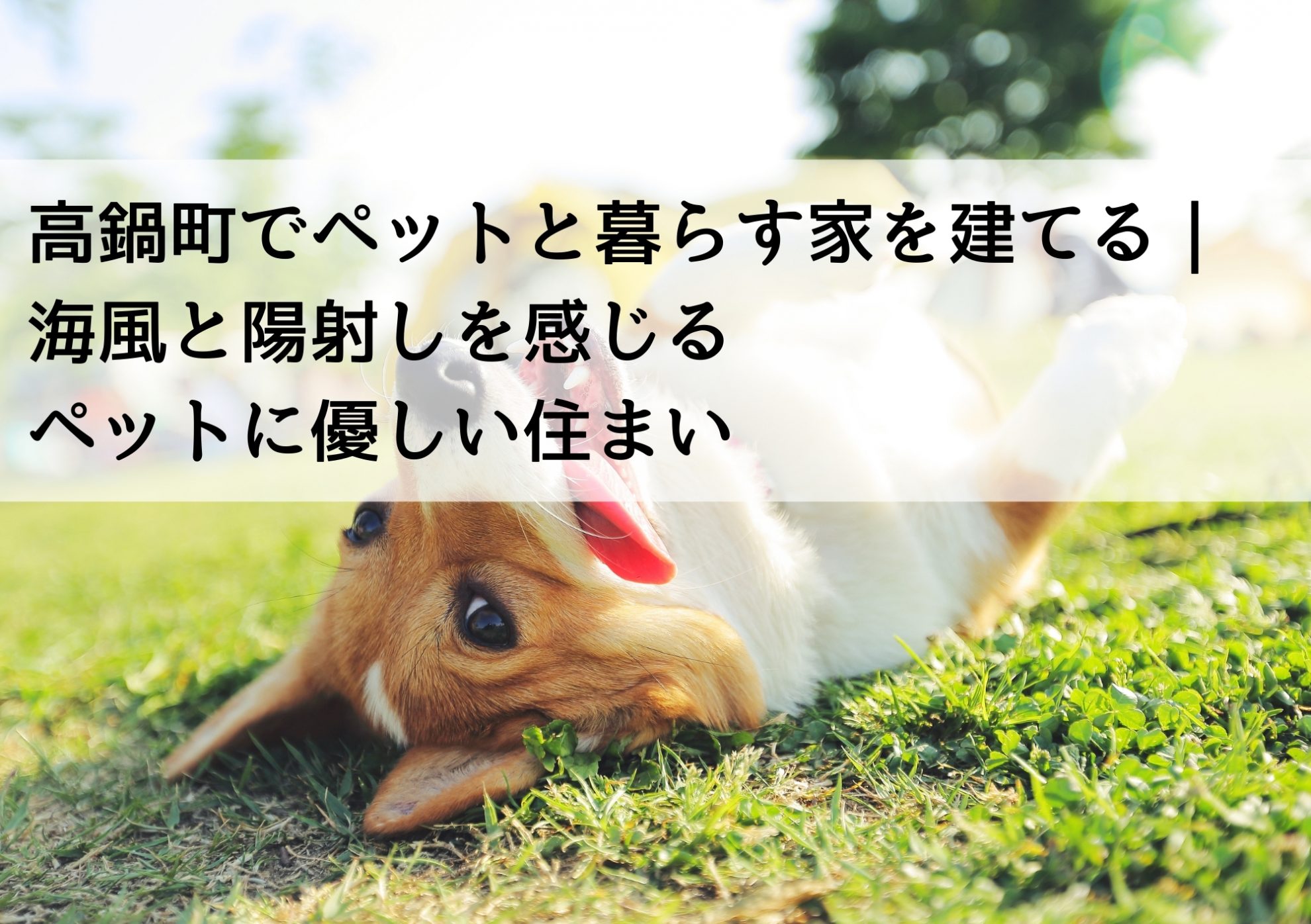 高鍋町でペットと暮らす家を建てる｜海風と陽射しを感じるペットに優しい住まい